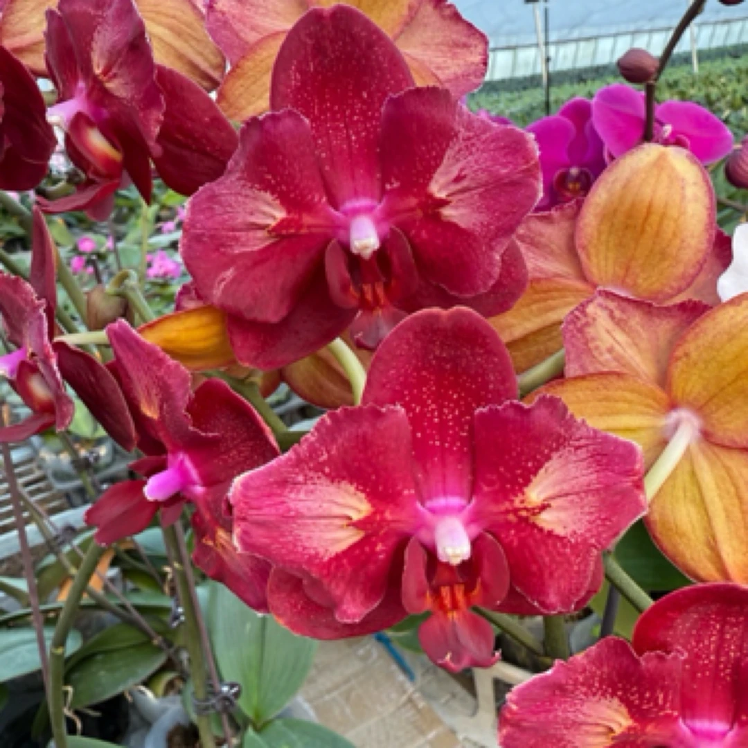 【拉菲双眼变异】，3.5杯