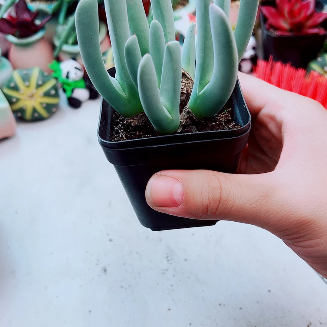 蟹千多肉植物一颗