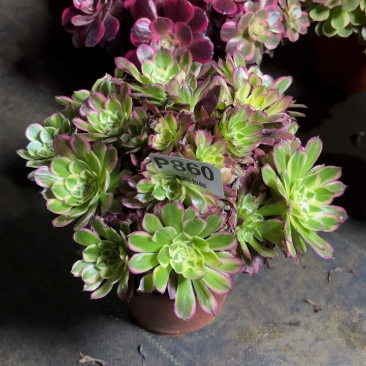 瑞妈，，。。。。。860天河，