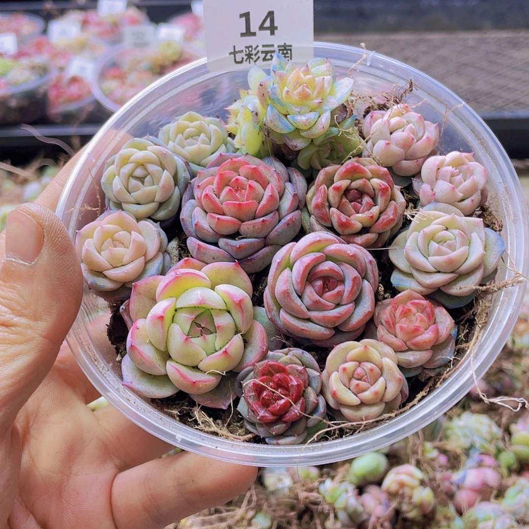 一物一拍014号。