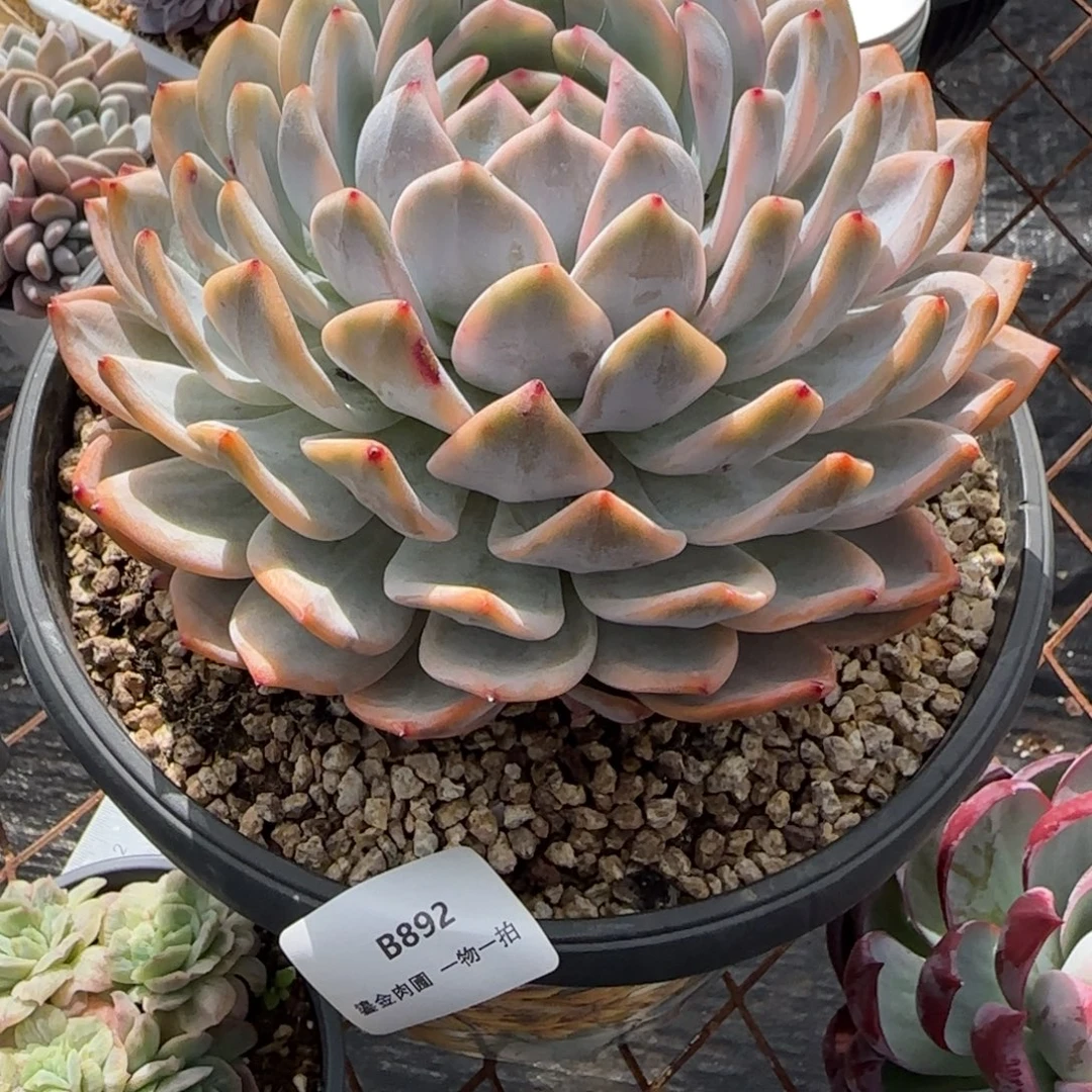 *****B892母本橙梦露锦