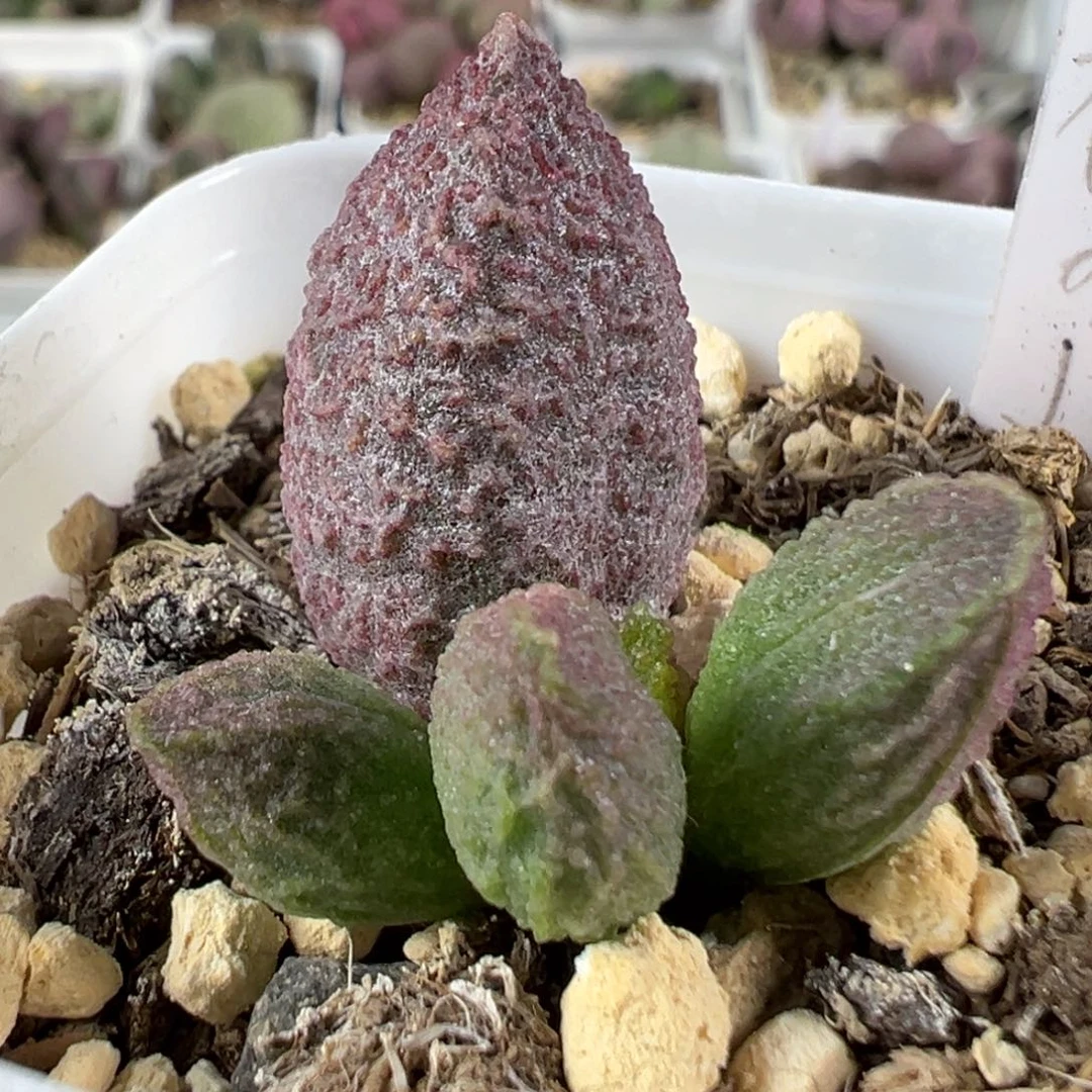w福桃多肉植物水泡