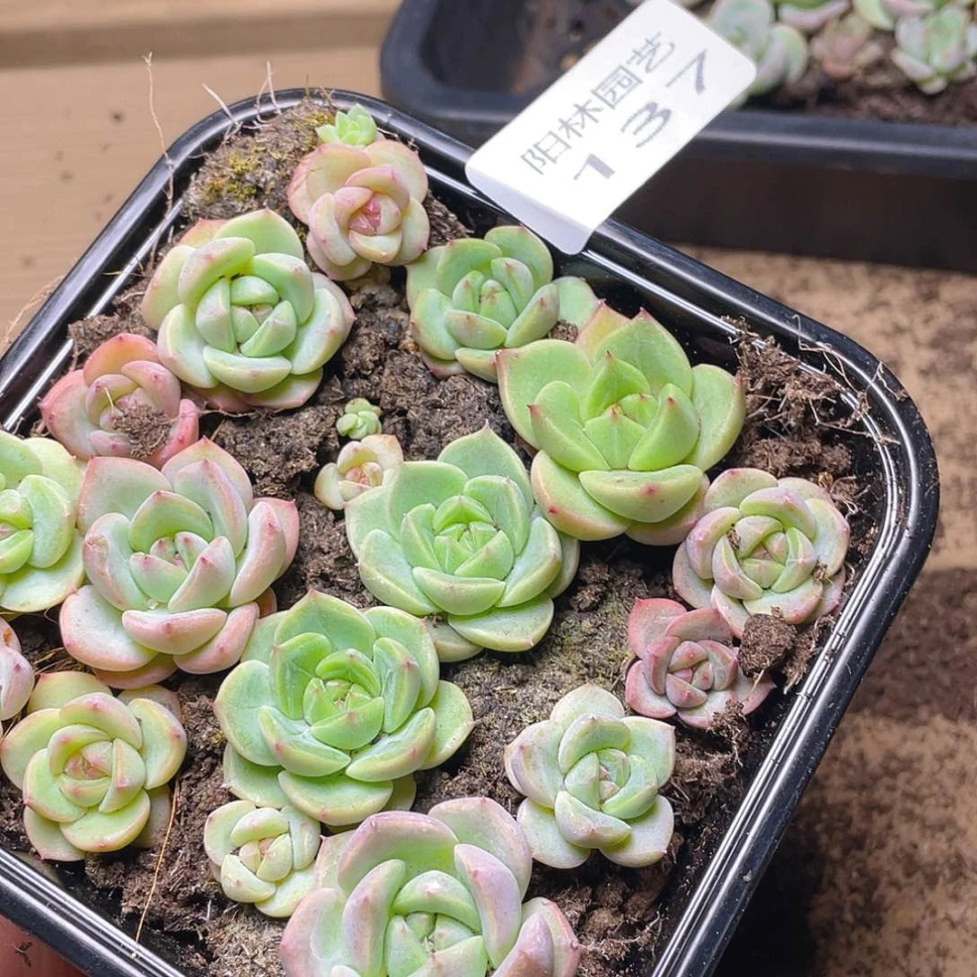 多肉植物多肉植物137