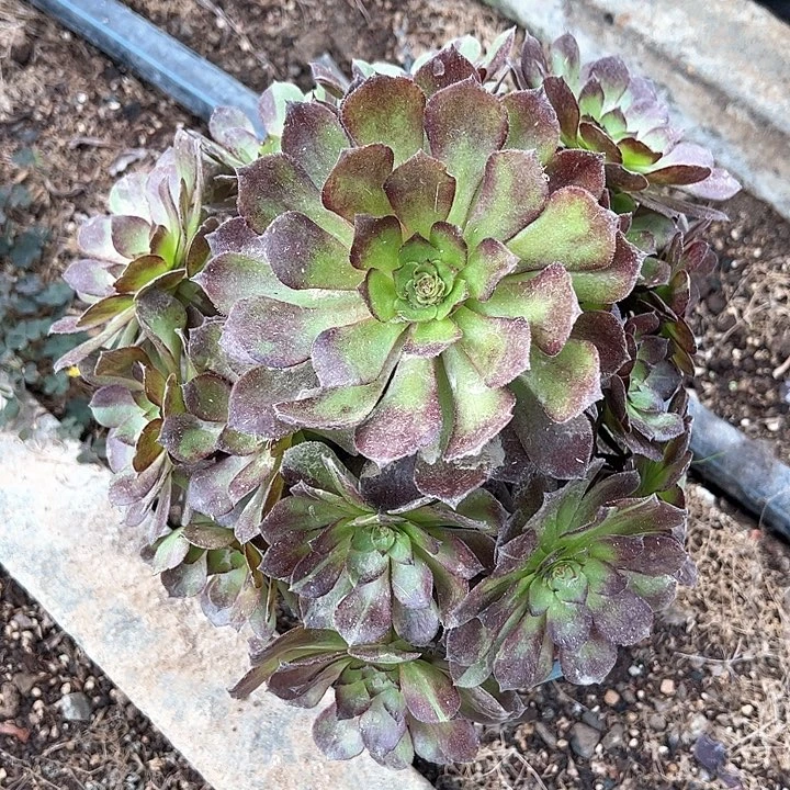 0389赤炎链多肉植物