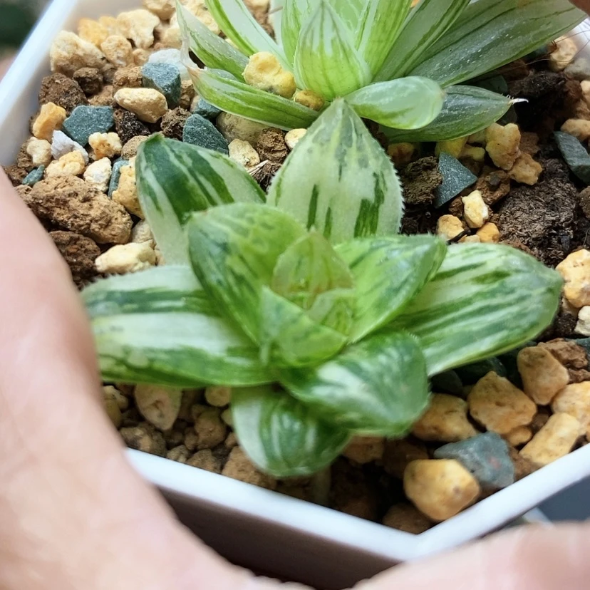 【闪购商品】富士锦16