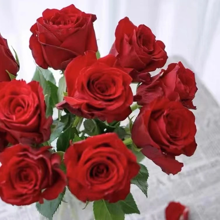 【钻石玫瑰棒棒糖】精品树桩月季花苗大花浓香地栽盆栽