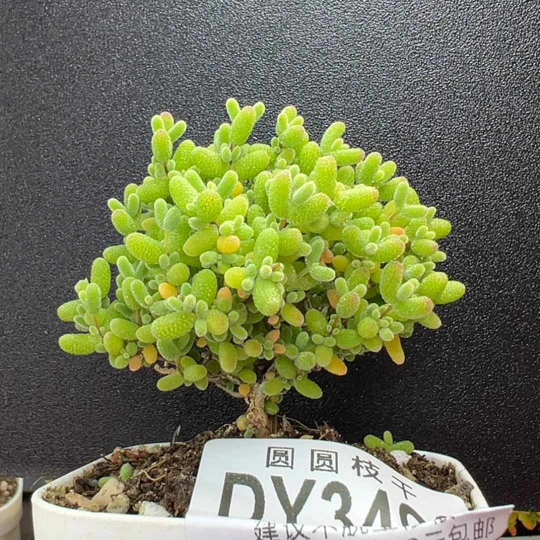 dy3493精控蜜橘糖球冠幅5cm