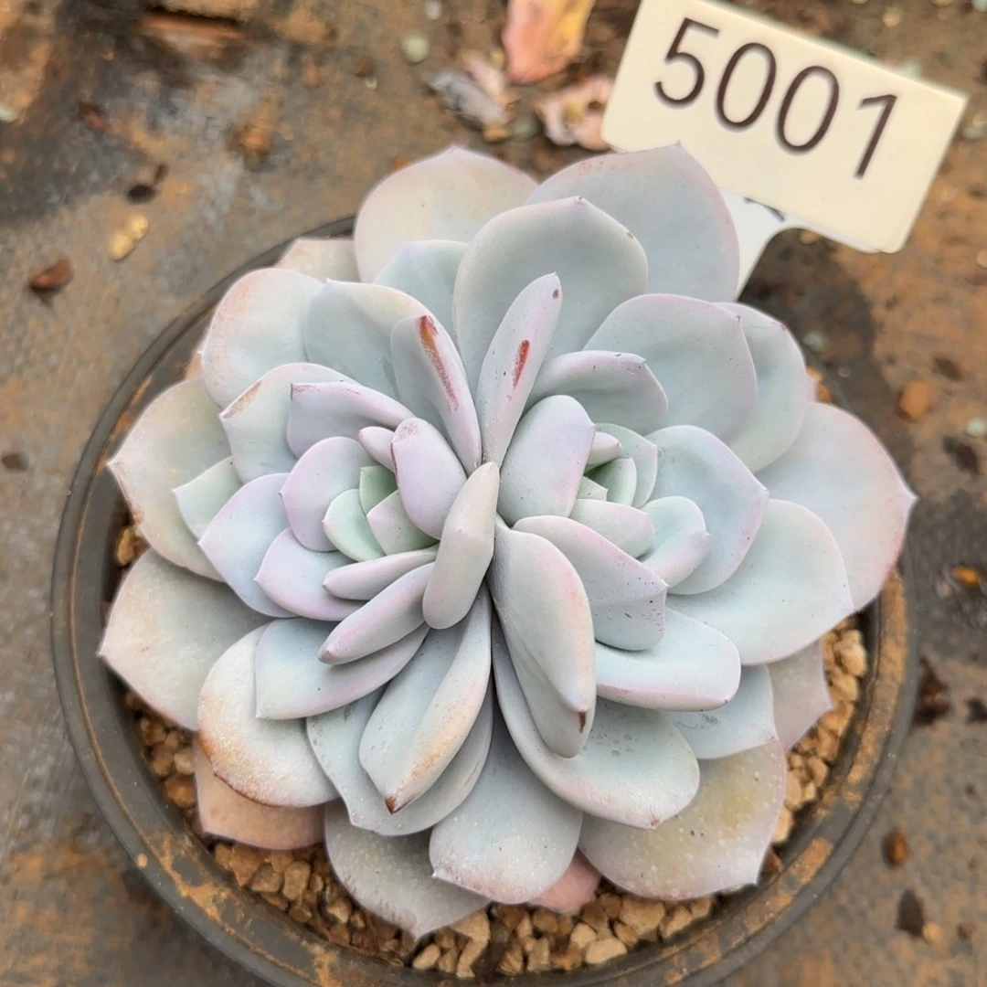 妞***妞5001。    奶茶分心双头不售后