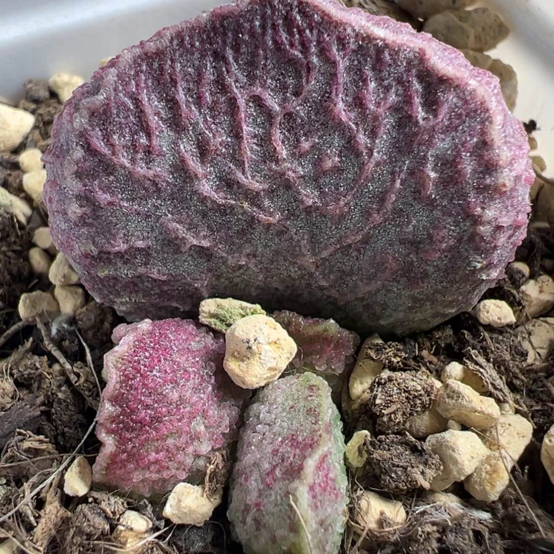 哈莫猪肝大苗多肉植物