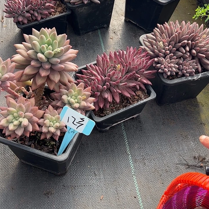 12多肉植物脱土多肉