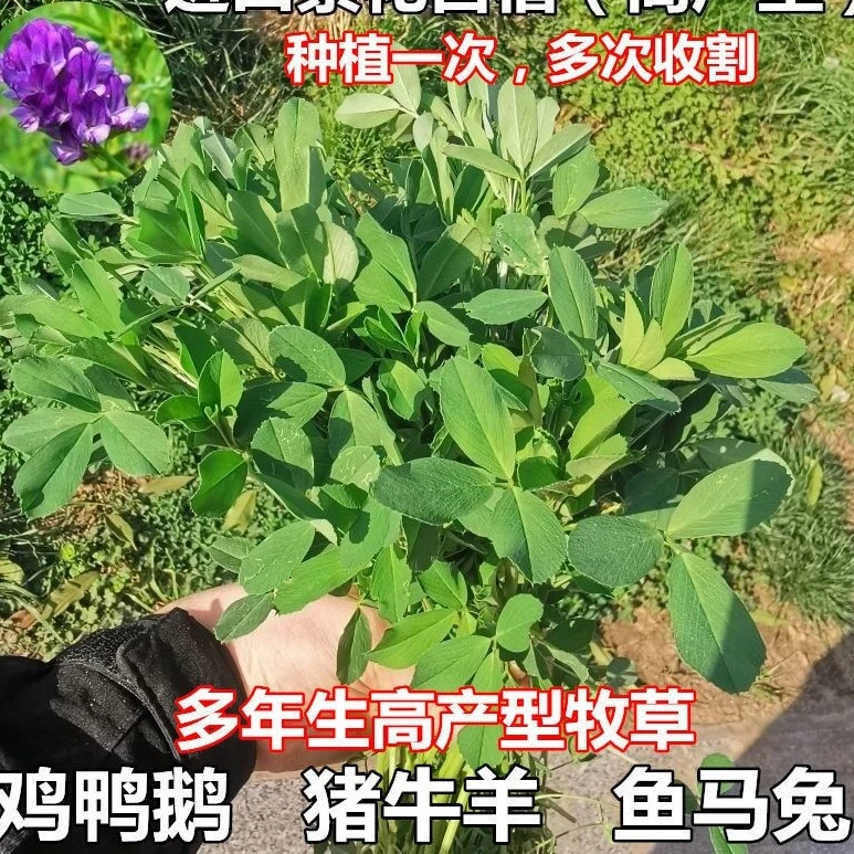 源头厂家放牧型紫花苜蓿牧草种子南方北方多年生耐寒牛羊兔牧草