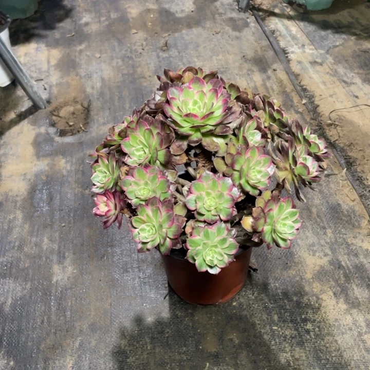 47莲花多肉多肉植物多肉多肉