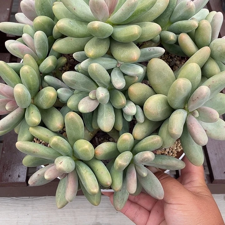 糖果美人多肉植物
