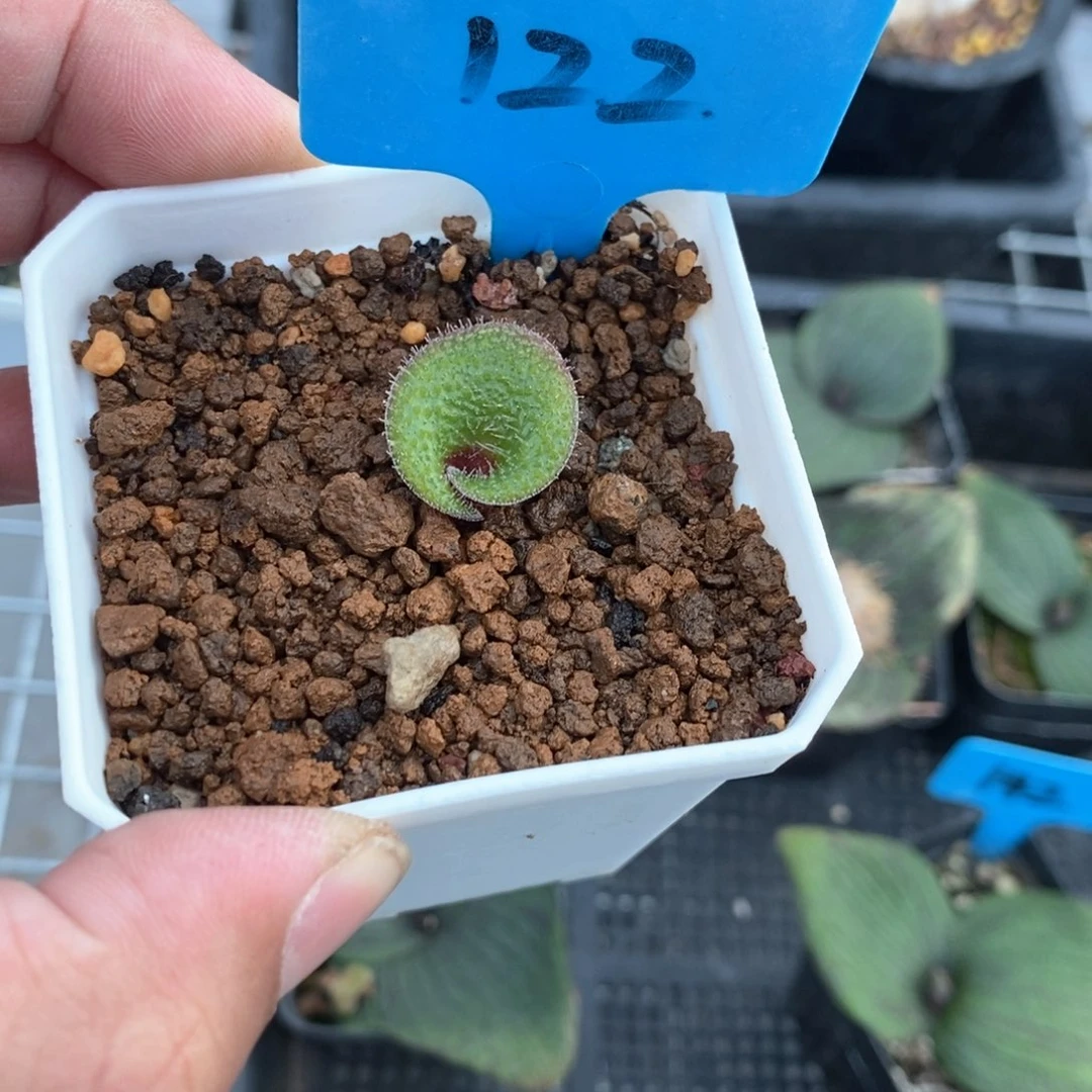 毛叶立金花多肉植物