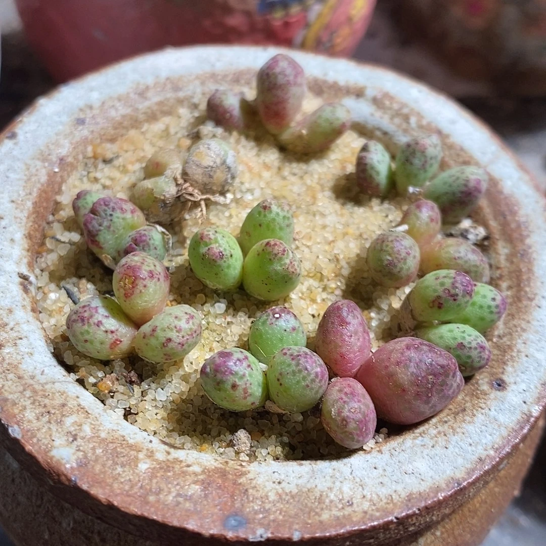 一颗单头斑马。