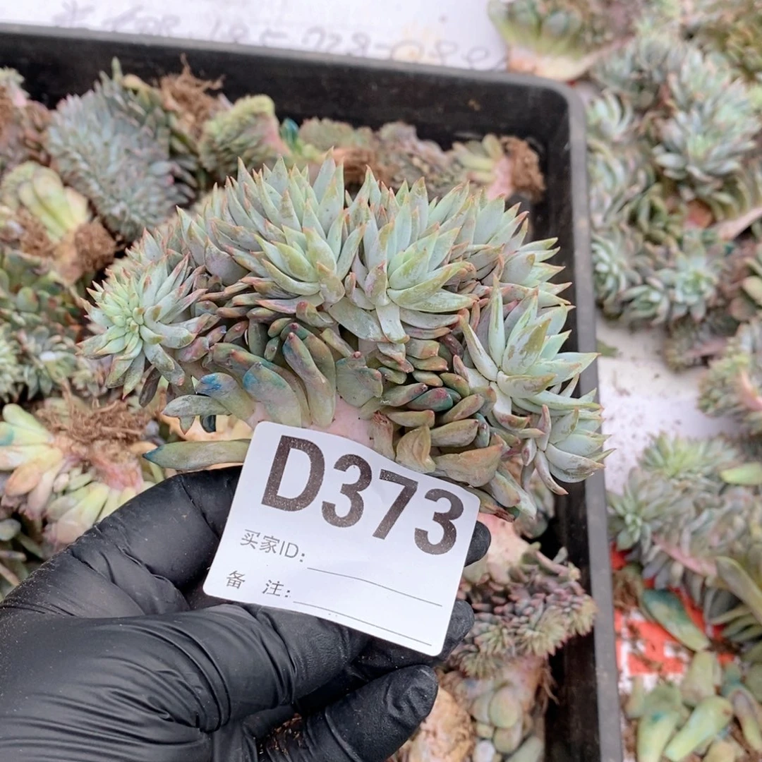 好***来373 星影树缀哇哇哇哇