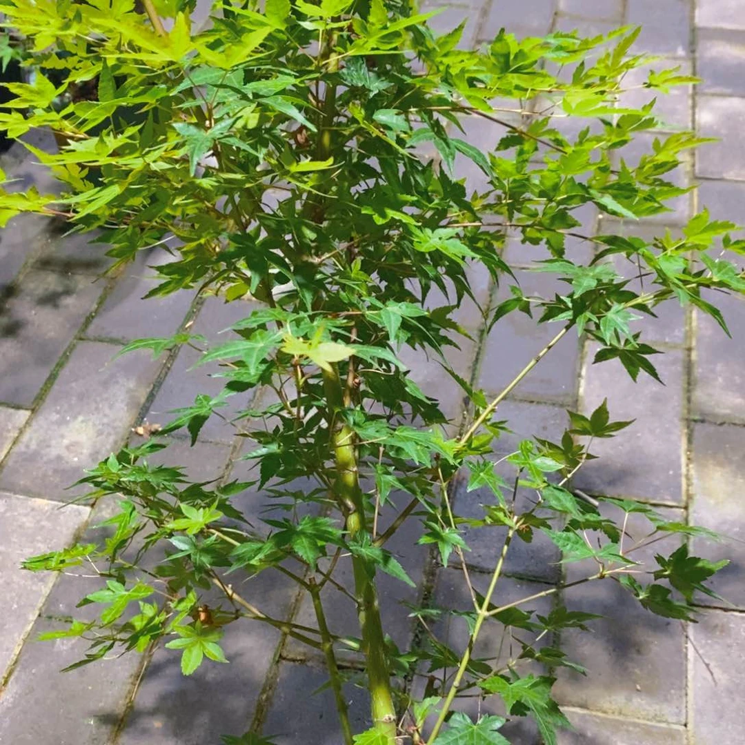 无花朵原生红千鸟一物一拍