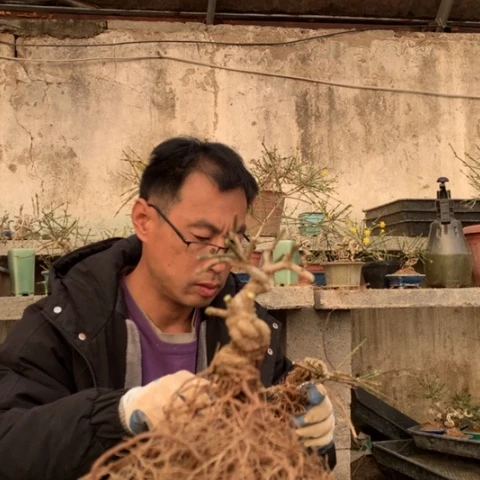 当前无花栽培后可以开花