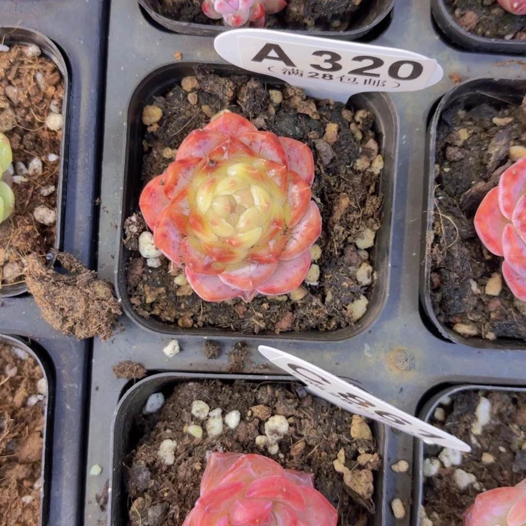 A320糖心一物一拍