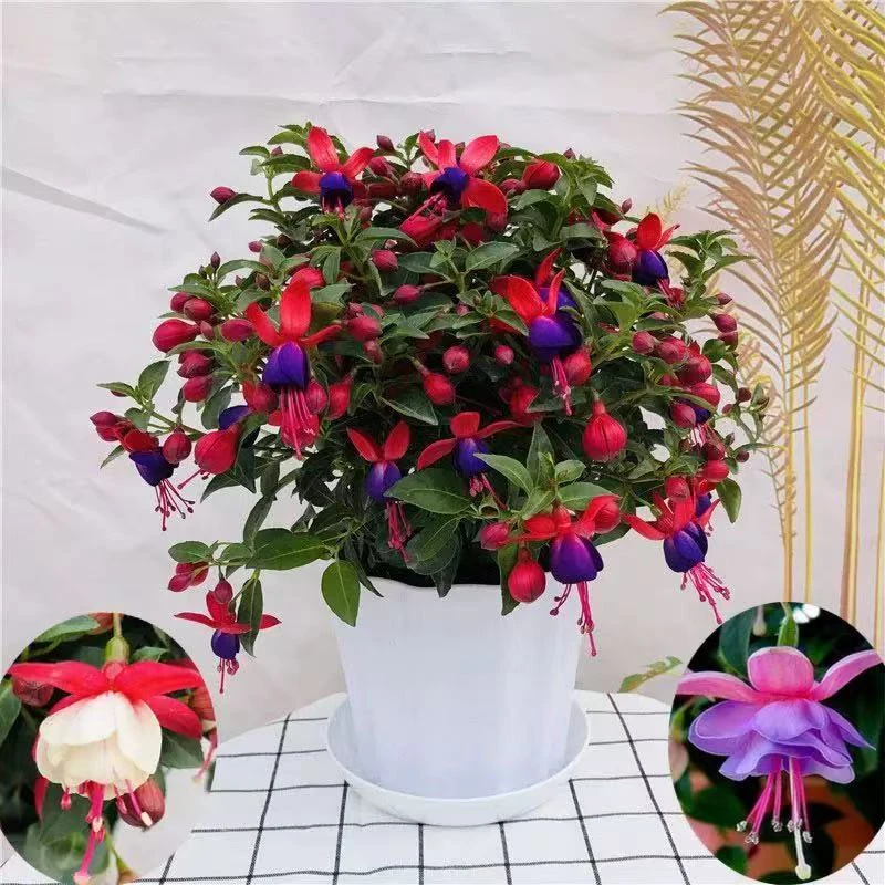 （倒挂金钟）带花苞发货 阳台庭院观赏型花卉