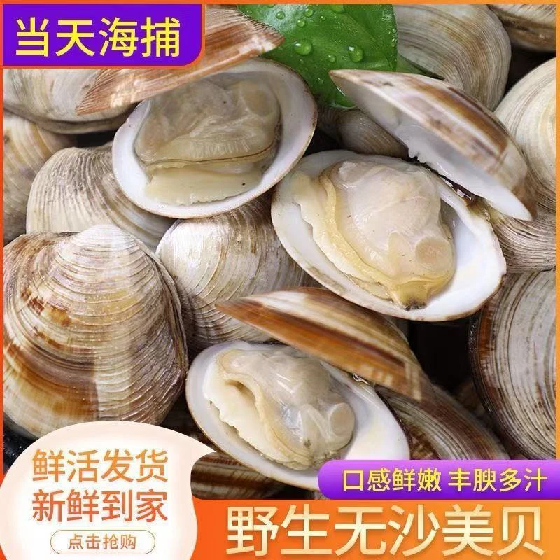 鲜活大蛤蜊美贝新鲜海鲜食材加送调料顺丰包邮