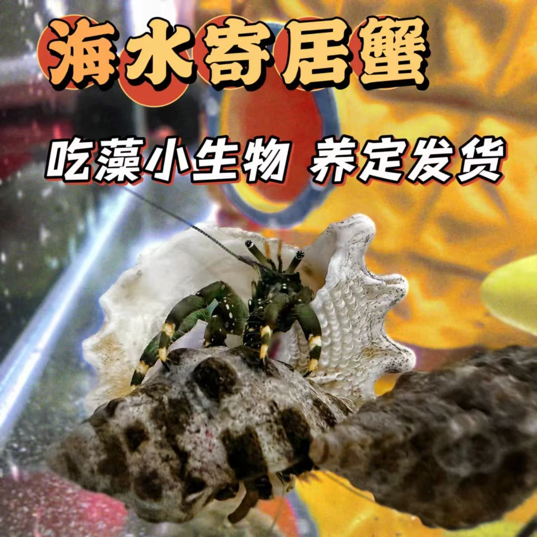 海水寄居蟹清洁工活体海洋生物清缸吃藻吃残渣观赏活体除藻海水