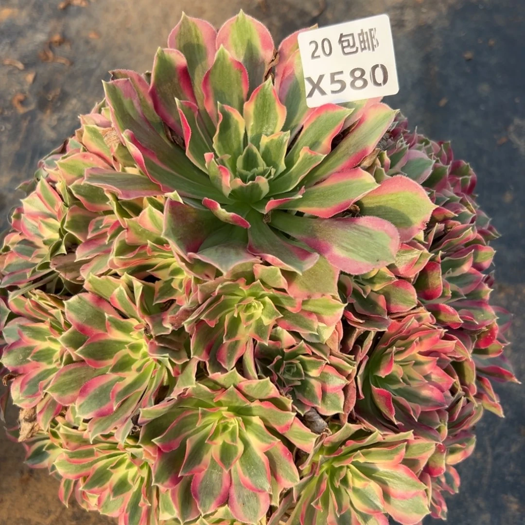 580夜罗刹，满20包邮嘟叮熊