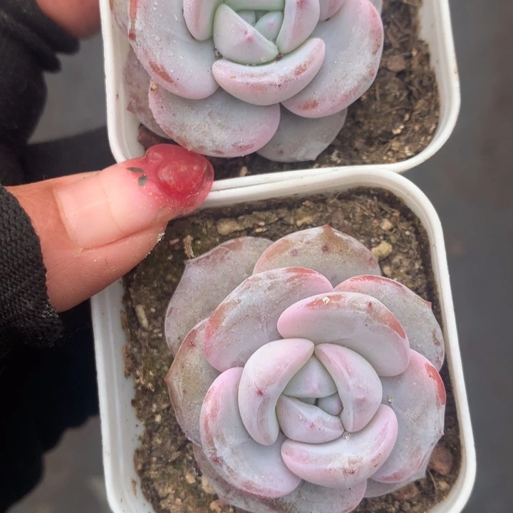 奶茶韩版  （不满9.99发空盆冷地区不拍保温扣3.9多肉）