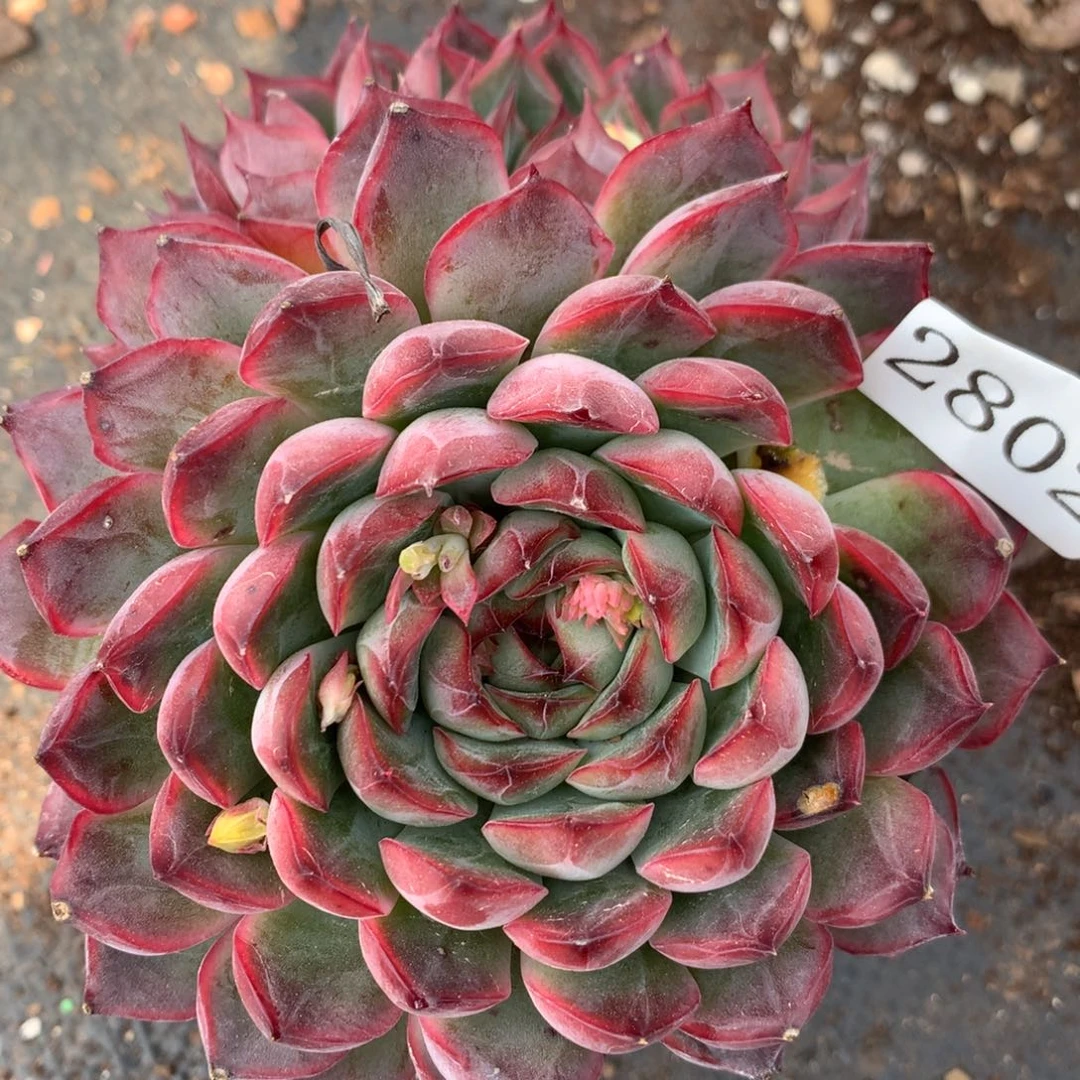 2802杂交精品基地12厘米