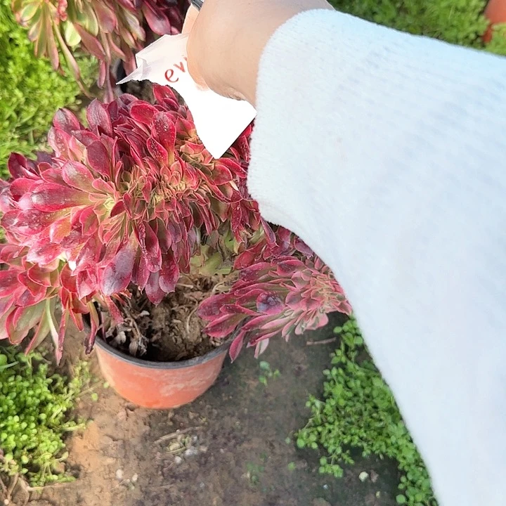 e**n缀话脱土发货缀话