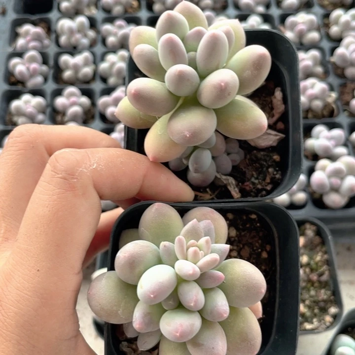 樱花奶无砍满18包邮随机发