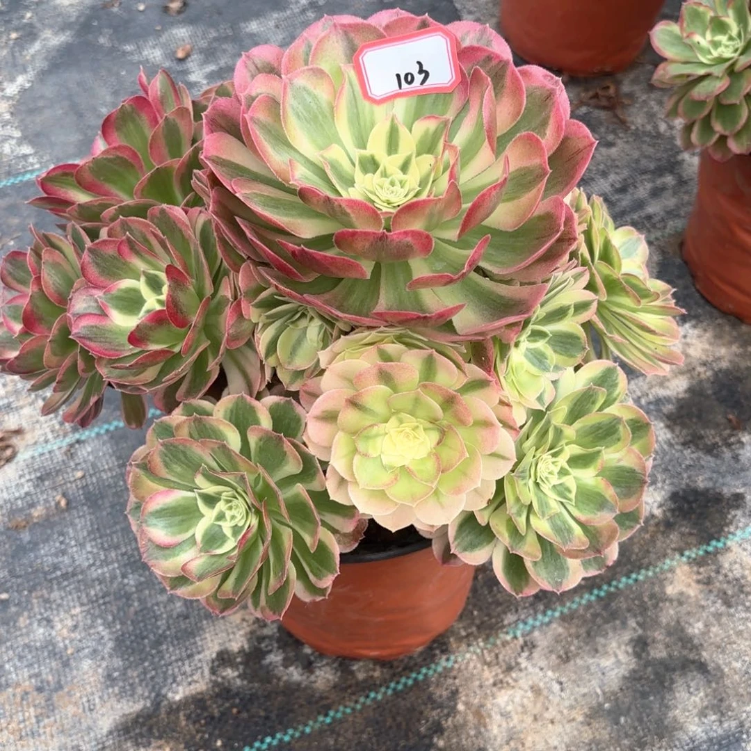 全部花朵103玉滋多肉植物