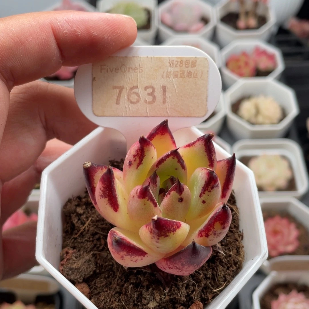 乌木7631-4.5厘米