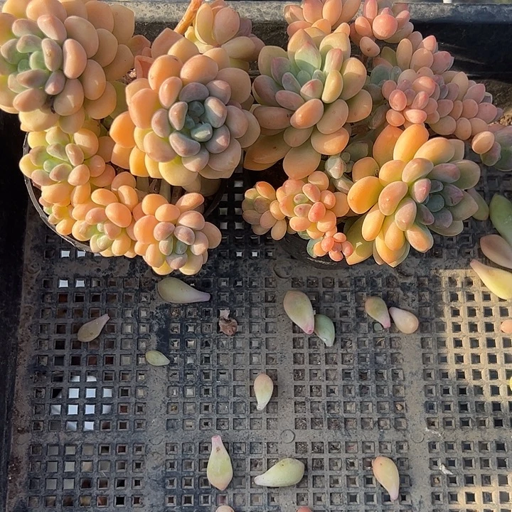 木糖醇多肉植物精品