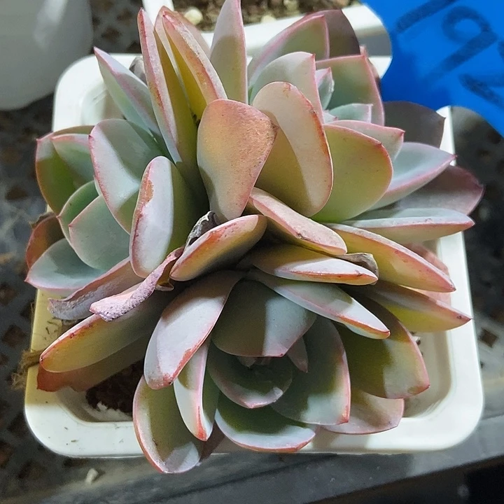 多肉酱布鲁兰792多肉