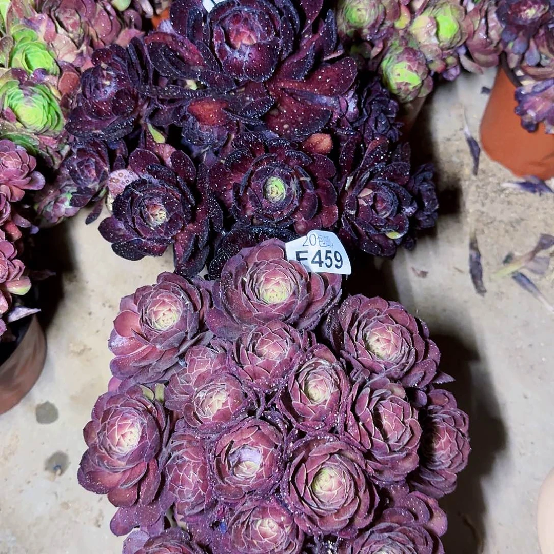 ^****^459-460两颗包邮啊啊