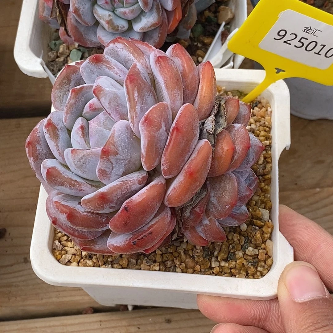 金汇园艺，925010石榴籽
