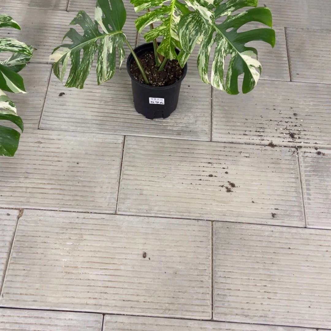 ▞***▗无花朵       596白龟不包售后