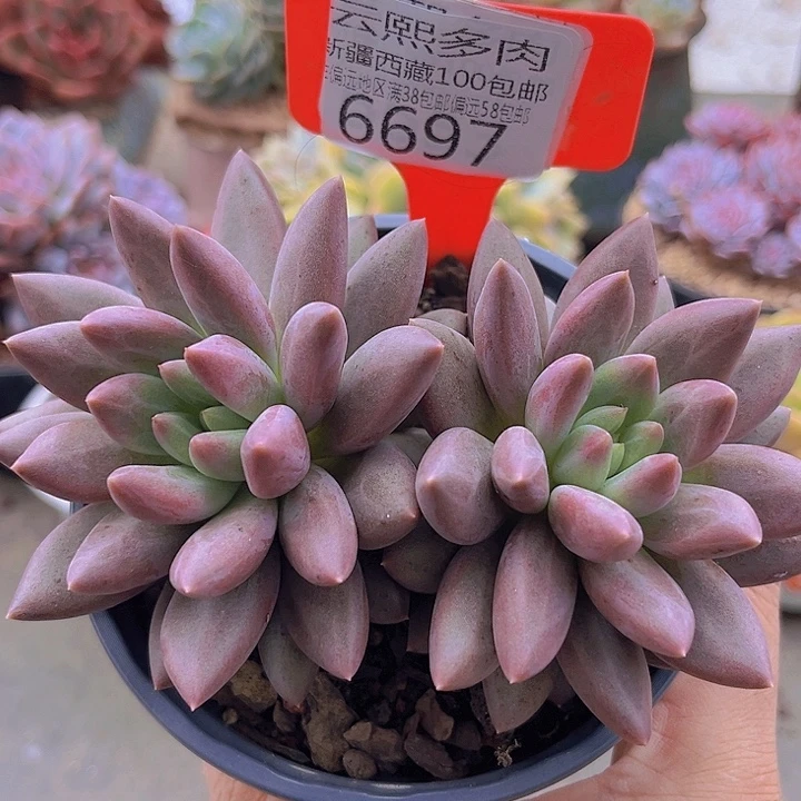6697水晶球。    无砍