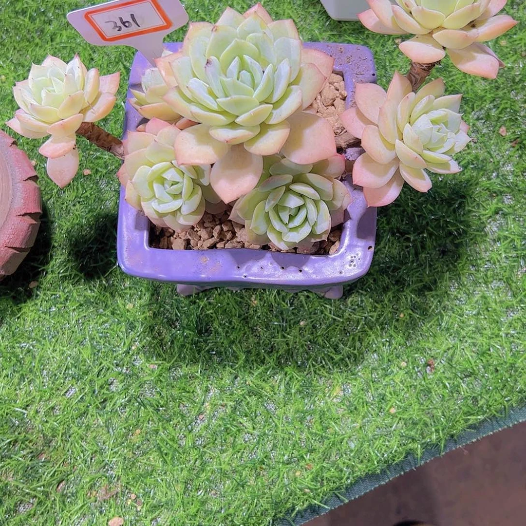 仙****字361恋曲28。。。。