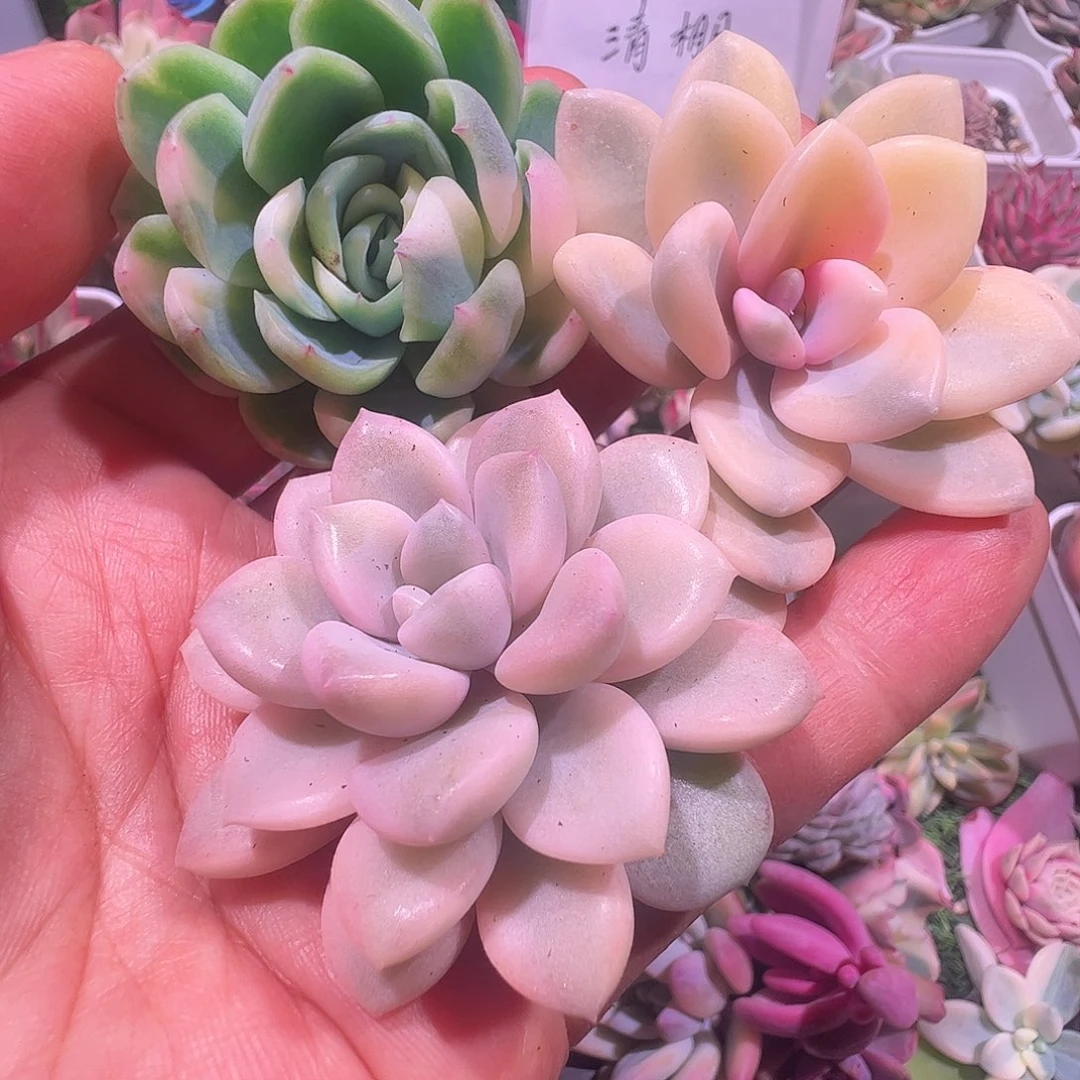 遥***辰多肉植物多肉植物