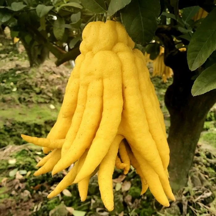 自然黄超大果金佛手柑佛手果新鲜佛手瓜观赏清供闻香食用浙江金华