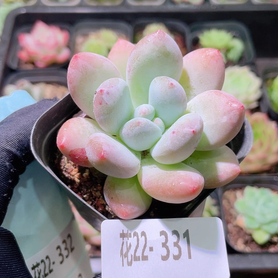 花利美22-331香水