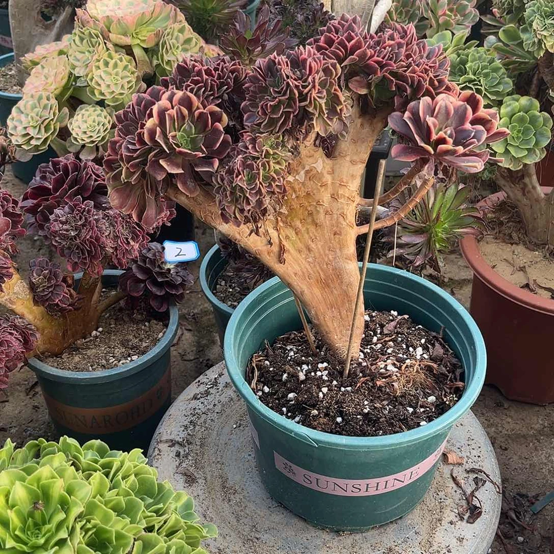 3欧嘉莉缀化法师多肉植物