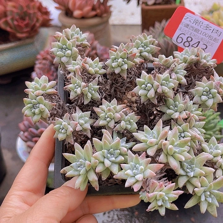 6843白菊。
