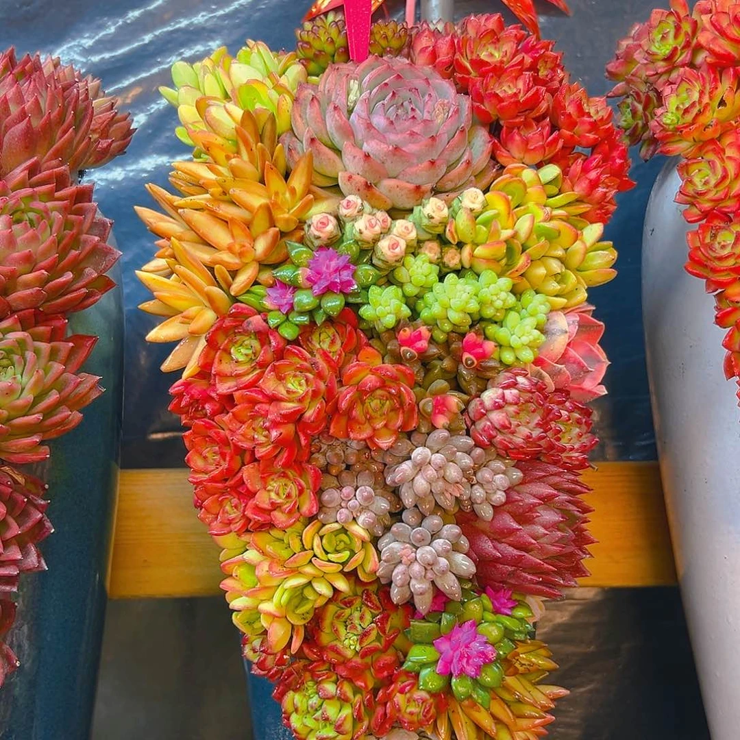 222全家福多肉组合