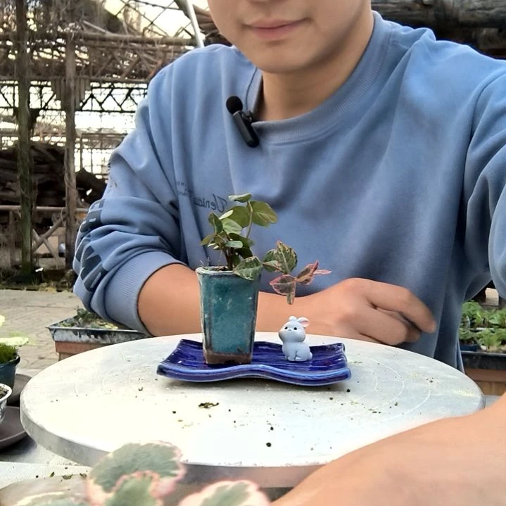 快**上小盆景小植物一物一拍211