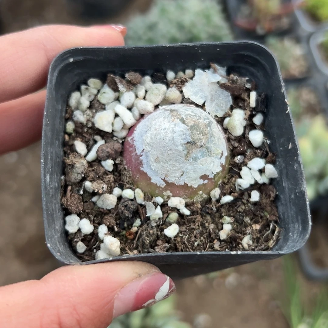 多肉植物灯泡单头