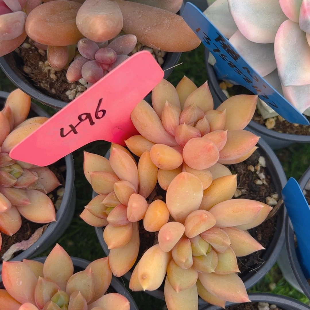 福利来啦来了打脸的