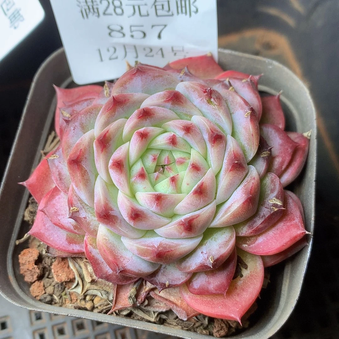 【闪购商品】云857号